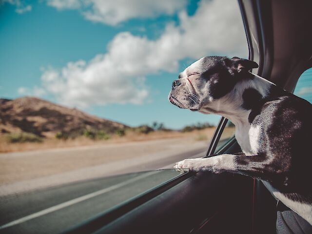 Експерти вивчили, які автомобілі найкраще підходять для собак