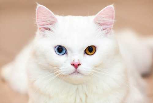 Гетерохромія або чому тварини мають різний колір очей
