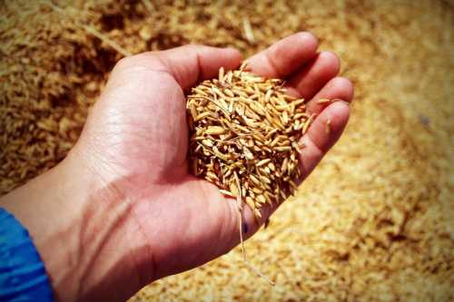 Вчені довели, що споживання цільного зерна покращує стан мозку і пам’яті у людей похилого віку