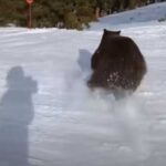 На американському курорті ведмідь пронісся трасою та мало не збив лижників