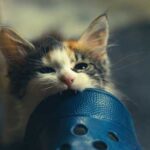 Чому кішки кусають господарів: дивацтва поведінки — як реагувати