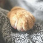 Чому не варто використовувати антицарапки для котів: серйозні аргументи