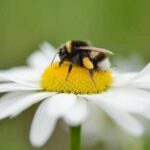Народні прикмети про бджіл, джмелів та ос