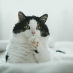 Чому кішки підіймають лапу, коли сидять: що це може означати