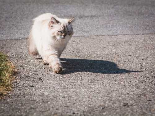 Як кішки знаходять дорогу додому: вбудований компас чи чуття