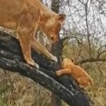 Мама-левиця вчить своїх левенят застрибувати на дерева