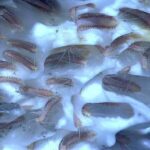 США заполонили мільярди черв’яків, що виповзли з льодовика, який розтанув