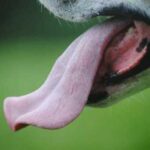 З яких причин у собаки може бути язик синього кольору