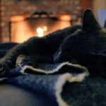 Чи може кішка отруїтися чадним газом, якщо в домі є камін