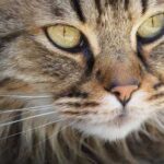 Чому у кішки 9 життів: де народилося повір’я і чи є за цим хоч…