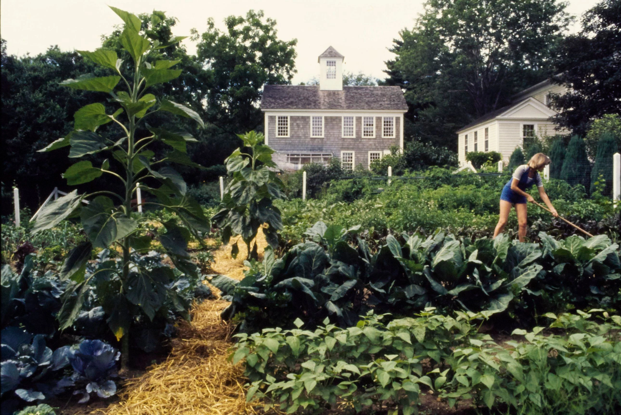 Марта Стюарт працює в овочевому саду свого фермерського маєтку в Коннектикуті — фото було опубліковано в червневому номері журналу House & Garden за 1977 рік. Photo: Susan Wood18