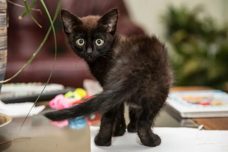 Ревнощі чи гра? Чому кіт скидає речі зі столу, дивлячись прямо на вас кошка