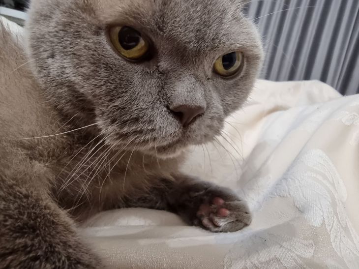 Чому ваша кішка топче вас лапками: правда про молочний крок кошка