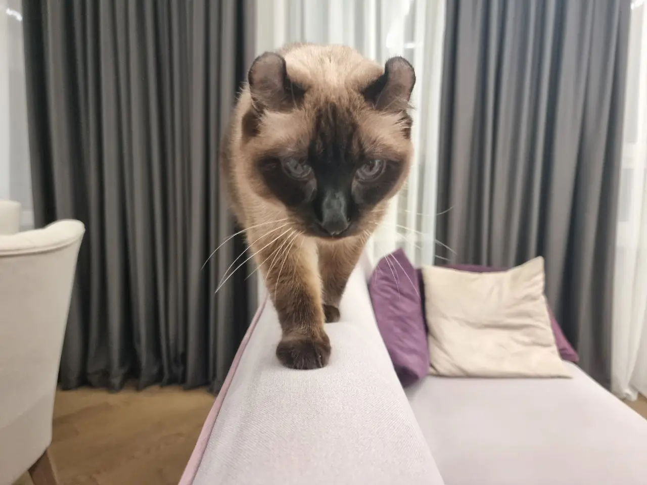 Кішка спить на вашій подушці: що це говорить про її довіру кошка