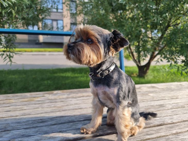 Чому собака приносить іграшку: не гра, а спроба налагодити контакт собака