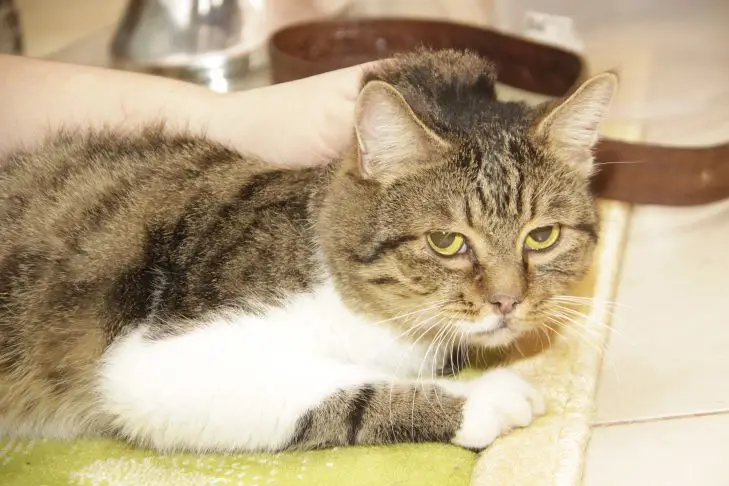 Навіщо кіт чіпає лапою воду перед тим, як пити: виявляється, багато хто не знає кошка