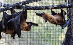 Як кажани «бачать» вухами?