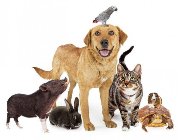 Чи є у тварин групи крові?