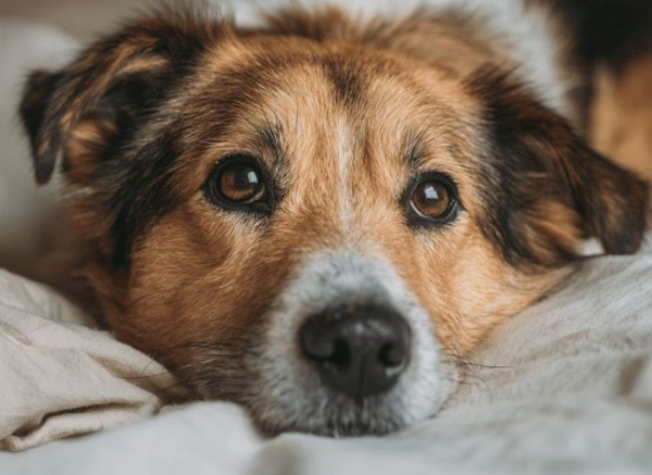 10 причин, чому з собакою краще, ніж одному