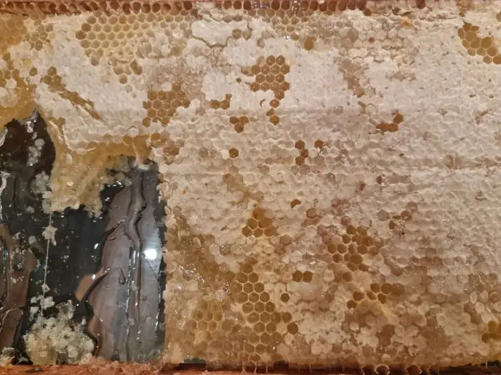 З чим категорично не можна їсти мед: він перетворюється на отруту