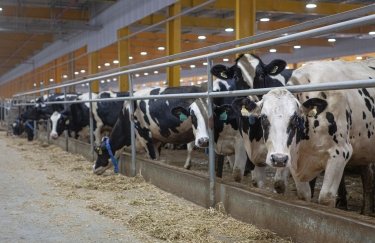 Аграрне виробництво в Україні збільшилось: де найкращі показники?