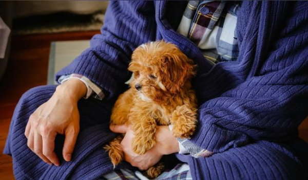 Стало відомо, чому лише деякі собаки «розуміють слова»