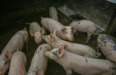 Україна збільшила закупівлі свинини за кордоном: наслідки для місцевого ринку