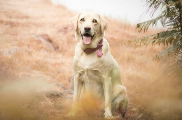 7 причин, чому ви ніколи не забудете свого собаку