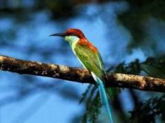 Що ми знаємо про райських птахів?