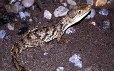 Як утримувати екзотичну тварину в домашніх умовах? Крокодил.