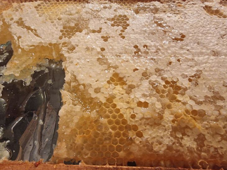 Який мед найнепотрібніший для схуднення: він у вас на кухні