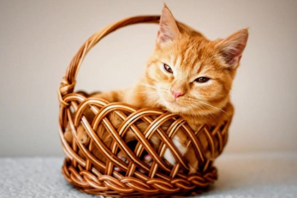 Як спілкуватися з котом?