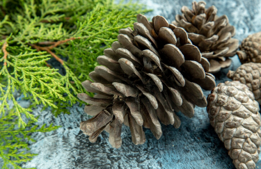 На Полтавщині почав роботу завод з обробки хвойних шишок і насіння.