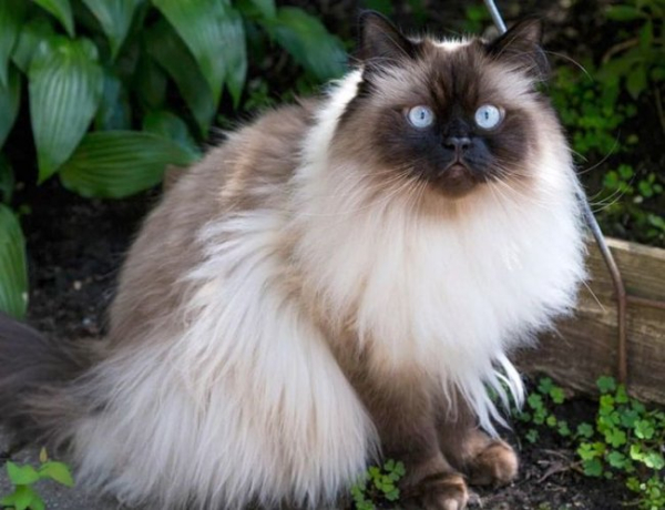 Чи жарко тваринам із вовною влітку?