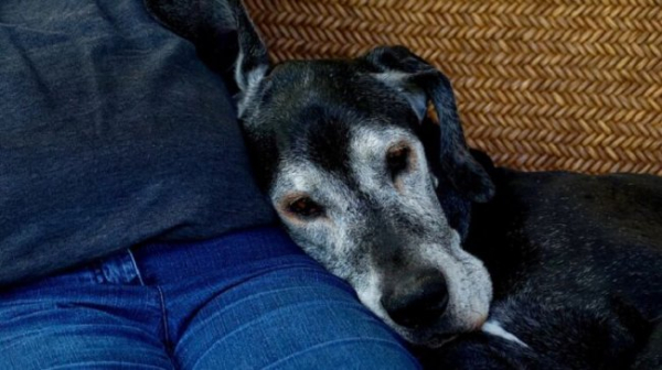 На що звертати увагу при старінні собаки?