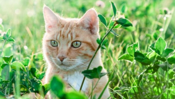 Чому коти люблять грати?