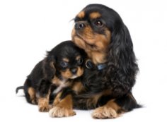 Ви хочете, щоб Ваш песик ощенився?