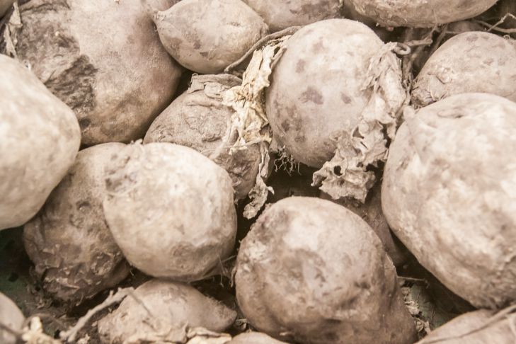 Чому вінегрет шкідливий: продукти, що крадуть здоров'я