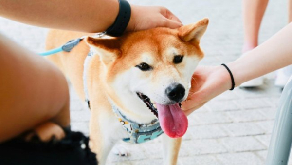 Як погладити собаку, щоб зробити їй приємно