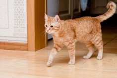 Чим шкідливий кіт у міській квартирі? Ми відповідаємо за тих, кого приручили…