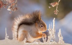 Чому рудого гризуна прозвали білкою?