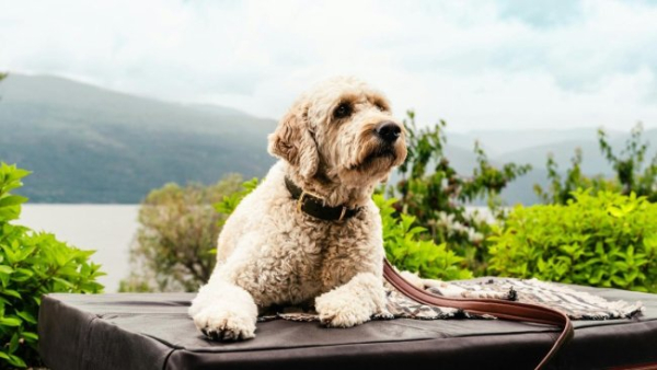 7 речей, які літній собака хотів би сказати господареві