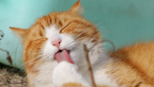 Брати наші менші. Чому кішки муркотять?