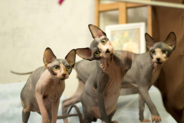 Як визначити породу кішки?