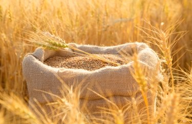 Збільшено прогноз: Україна збере на мільйон тонн пшениці більше, ніж очікувалось (USDA)