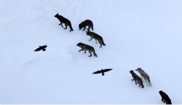 Біологи виявили незвичайний зв'язок птахів та вовків