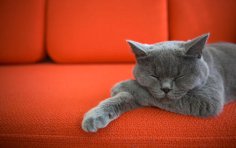 Чим хороші кішки? Ода тим, від кого не дочекаєшся тапок