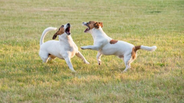 6 фраз, які собачники не повинні вимовляти