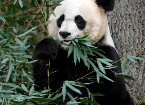 Скарб Піднебесної. Де та як живе панда?