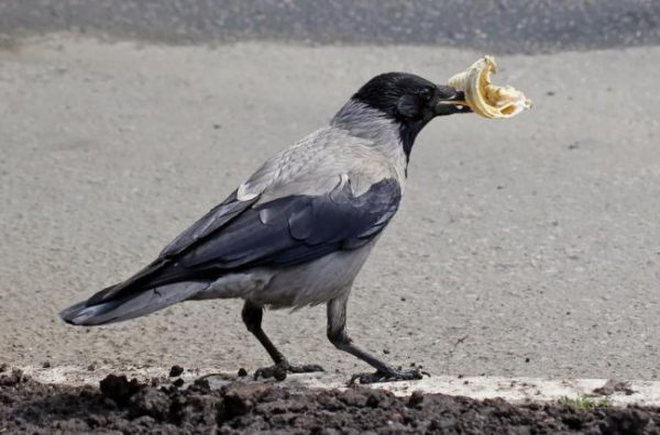 Що і як краде ворона?
